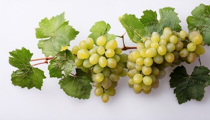 Obraz premium Grape Branch On Transparent Background Grapevine