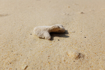 Close up coral on the beach in sunny day of summer