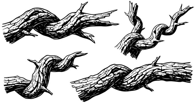 Artistic twisted tree branch illustrations, nature inspired design elements for rustic style projects