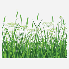 Vibrant green wild grass and diverse meadow plants border illustration, perfect for fresh natural spring or summer graphic designs and ecological themes