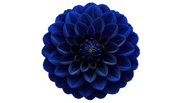 Deep blue dahlia bloom, centered, petals arranged symmetrically on a black background, detailed floral close-up