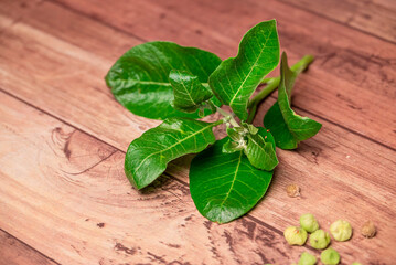 Withania somnifera ( Ashwagandha) Root powder, Green Fruit, green leaves on wooden background. Herb