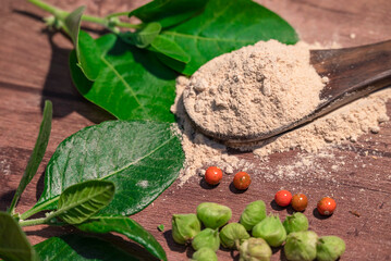 Withania somnifera ( Ashwagandha) Root powder, Green Fruit, green leaves on wooden background. Herb