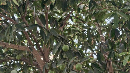 Unripe Green Lemons Growing on a Citrus Tree