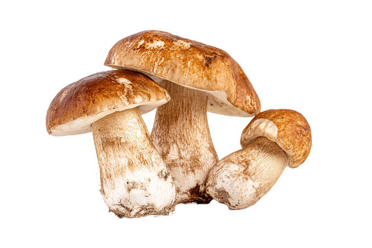 Porcini mushrooms, a culinary delicacy from nature