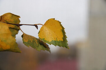 Obraz premium a birch branch with large yellow leaves,