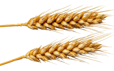 Two golden wheat stalks display textured grains and delicate awns against a clean black backdrop