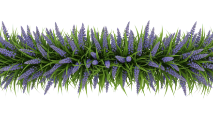 Horizontal lavender flowers and green grass border strip for spring graphic design projects isolated PNG with Transparent Background