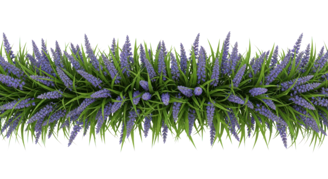 Horizontal lavender flowers and green grass border strip for spring graphic design projects isolated PNG with Transparent Background