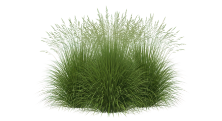 Lush green decorative ornamental grass clump suitable for landscaping and garden design projects. isolated PNG with Transparent Background
