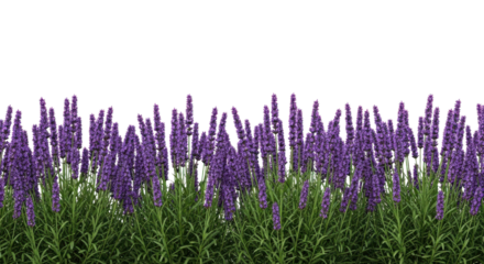 Horizontal border of flowering lavender plants isolated for natural spring and summer design. isolated PNG with Transparent Background