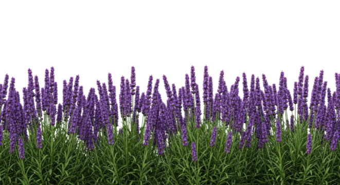 Horizontal border of flowering lavender plants isolated for natural spring and summer design. isolated PNG with Transparent Background - Powered by Adobe
