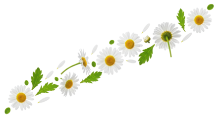 Beautiful daisy flowers and green leaves flowing diagonally as a decorative floral border element. isolated PNG with Transparent Background