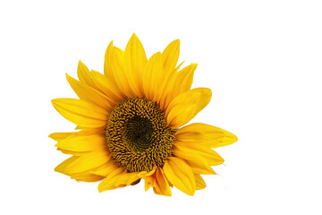 Fototapeta premium Close up of a vibrant yellow sunflower