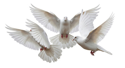 Obraz premium Group of three white doves in flight symbolizing peace, freedom, and unity concept. isolated PNG with Transparent Background