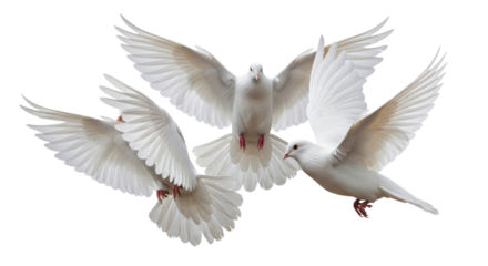 Group of three white doves in flight symbolizing peace, freedom, and unity concept. isolated PNG with Transparent Background