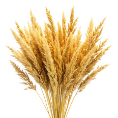 Fototapeta premium golden dry grass isolated on white background ,PNG. AI Generated.