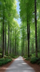 Fototapeta premium A Serene Forest Path Lined With Tall Green Trees Under a Bright Blue Sky Bathed In Sunlight With dappled light filtering through the lush canopy