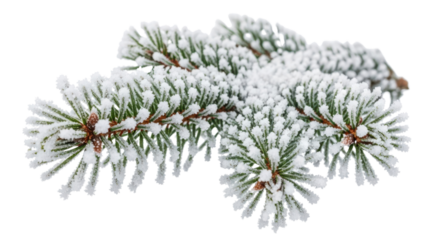 Isolated Christmas fir branch covered in winter frost and ice for holiday design isolated PNG with Transparent Background