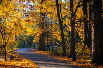 Autumn alley among old trees in a peaceful park in Pszczyna, Poland