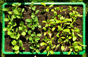 Anzuchtschale mit Jungpflanzen