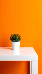 Plant in a white pot on white table against orange wall