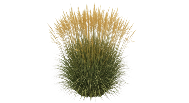 Lush tall ornamental grass isolated element for architectural landscape design projects and visualization isolated PNG with Transparent Background