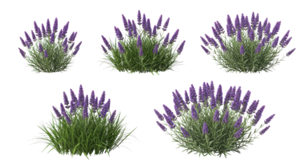 Purple flowering spiky plants set for landscaping, garden, and architectural visualization isolated PNG with Transparent Background