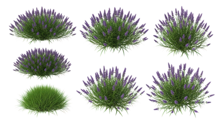 Isolated realistic lavender flower bushes and green grass plants for landscape design. isolated PNG with Transparent Background