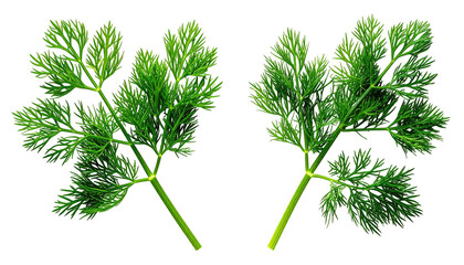 Two sprigs of vibrant green, feathery leafed herbs against a stark black background. Close-up shot with fine details