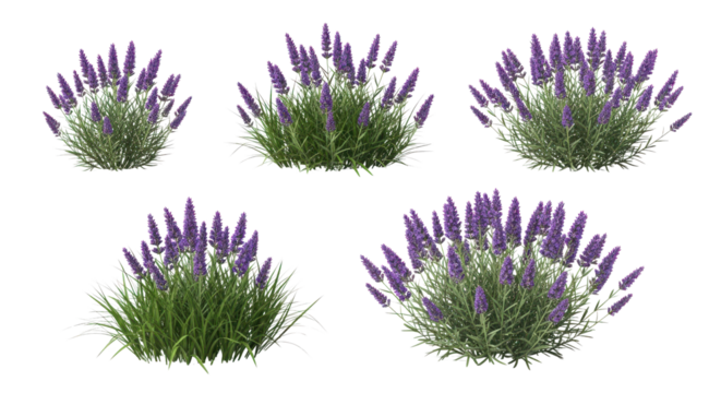 Purple flowering spiky plants set for landscaping, garden, and architectural visualization isolated PNG with Transparent Background