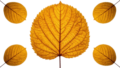 Five golden leaves, detailed veins visible, against a stark black background. Fall foliage concept, simple, elegant composition