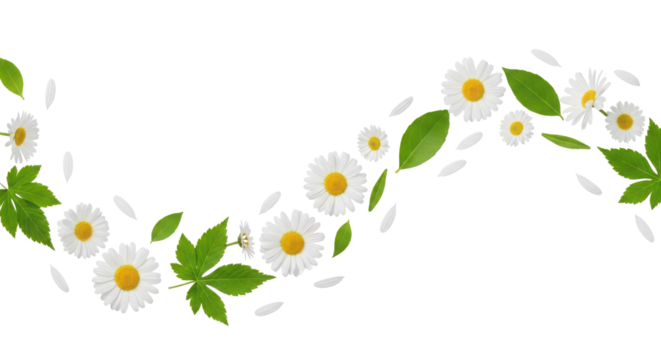 Wavy spring floral design with flying white daisies and green leaves as decorative border element isolated PNG with Transparent Background