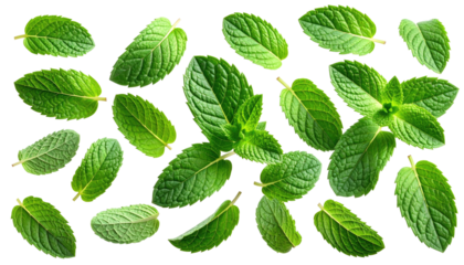 Fresh, green mint leaves are scattered across a stark black background. Light reflects off the leaves, highlighting veins
