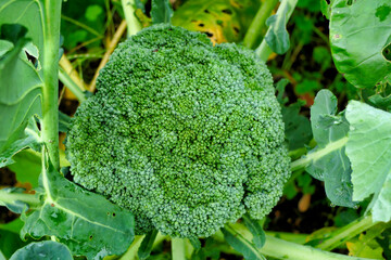 Close uo of the head of a Broccoli plant (Brassica oleracea var. Waltham) grown using the no dig method
