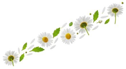 Dynamic floating chamomile flowers and fresh green leaves forming a natural decorative border isolated PNG with Transparent Background