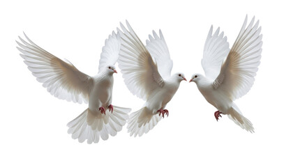 Obraz premium Trio of beautiful white doves flying with spread wings symbolizing peace and purity isolated PNG with Transparent Background