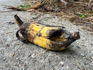 Close up of a decomposing banana partially eaten by ants on a rough concrete ground. The image represents food waste, decay, insects, and organic decomposition in urban environments.