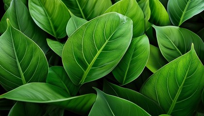 Fresh Green Leaves With A Glossy Texture And Vibrant Colors