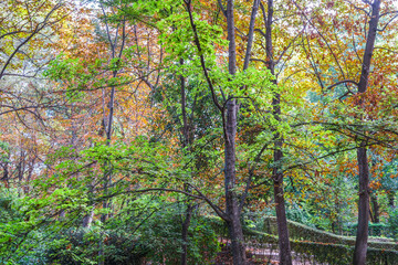 Obraz premium Autumn, forest, El Retiro Park, Madrid, Spain, Europe