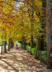 Fototapeta premium Autumn, forest, El Retiro Park, Madrid, Spain, Europe