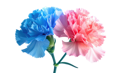 Two carnations, one blue, one pink, stand side-by-side. Isolated on black. Close up flower petals, soft light, floral