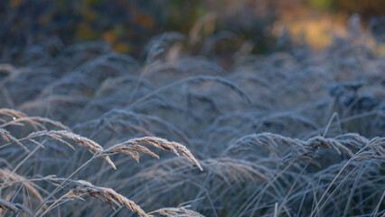 GROUND FROST - Hoarfrost on the dry grass in glade forest
