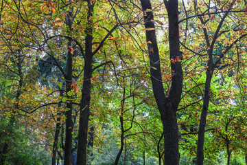 Fototapeta premium Autumn, forest, El Retiro Park, Madrid, Spain, Europe