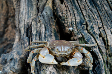 The vibrant crab is walking.