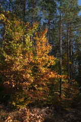 Obraz premium LANDSCAPE OF GOLDEN AUTUMN - Colorful tree leaves against the background of a pine forest 