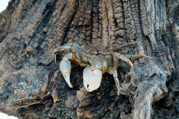 The vibrant crab is walking.
