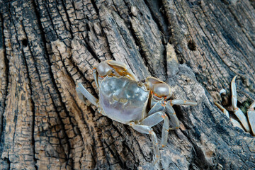 The vibrant crab is walking.