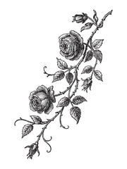 Beautiful hand-drawn rose vine vector in elegant sketch style, ideal for botanical prints, tattoo art, or romantic floral designs. © Chairul