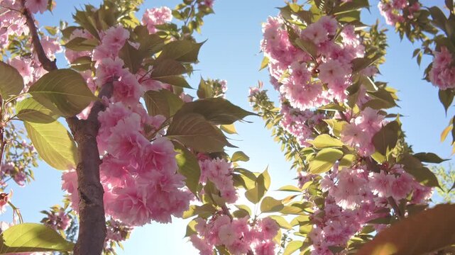 Moving backward from the top of crown of a cherry blossom tree covered in pink flowers, against a blue sky, movement between the branches, backlit by the sun, bottom-up view